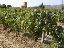 Campo immigrati vendemmia