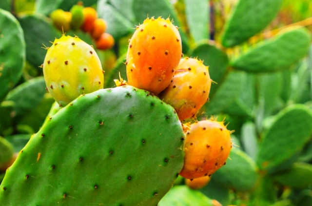 Prickly Pear Cactus With Orange Fruits Close Up